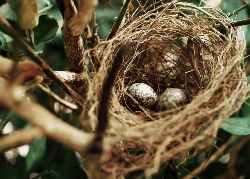 pexels-photo-972994-972994 Detailed view of a bird's nest with speckled eggs nestled among tree branches in nature.